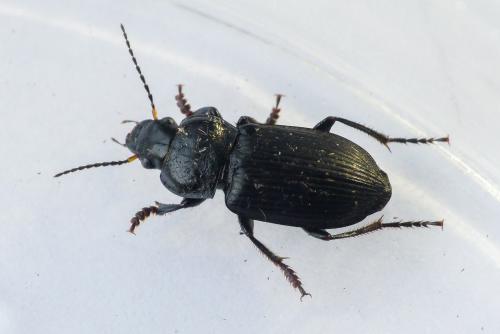 Anisodactylus binotatus